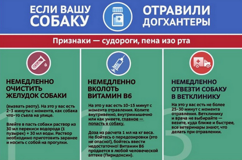 Новый Легион, Дрессировка в люберцах, Люберцы собаки, Дрессировка, отравление собаки,